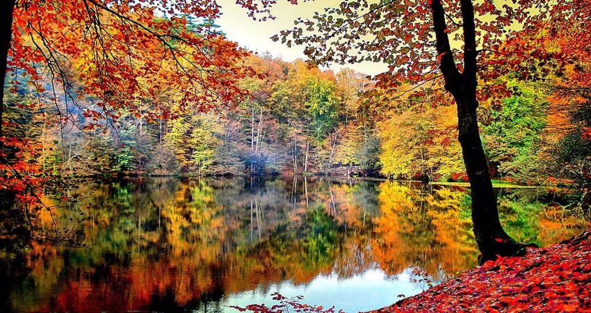 ABANT – GÖLCÜK - KARTEPE TURU